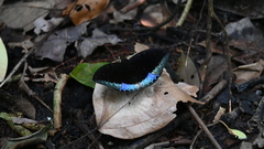 Lexias