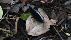 Lexias