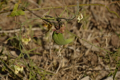Araujia angustifolia