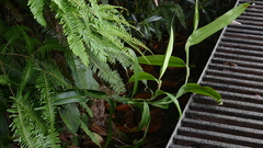 Nepenthes gracilis