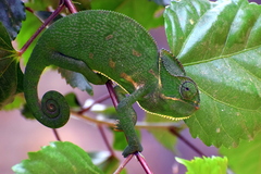 Chamaeleo zeylanicus