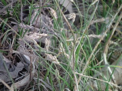 Carex duriuscula rigescens