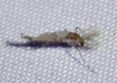 Chaoborus punctipennis