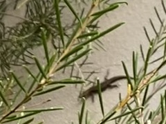 Cryptoblepharus buchananii