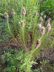 Liatris punctata mucronata