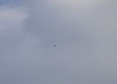 Parabuteo unicinctus