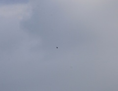 Parabuteo unicinctus