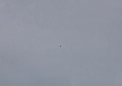 Parabuteo unicinctus