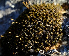 Ptychomitrium crassinervium