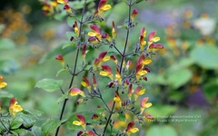 Microtoena patchoulii