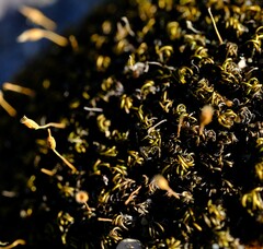 Ptychomitrium crassinervium