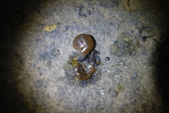 Macrochlamys hippocastaneum