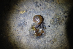 Macrochlamys hippocastaneum