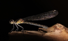 Heliocypha bisignata