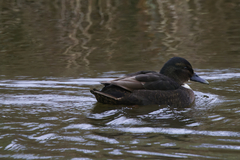 Anas platyrhynchos domesticus