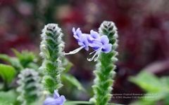 Strobilanthes affinis
