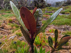Clusiaceae