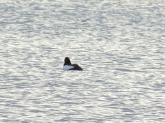 Bucephala clangula clangula