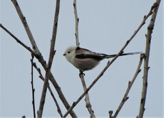 Aegithalos caudatus caudatus