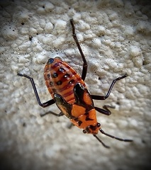 Spilostethus pacificus