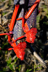 Phymateus morbillosus