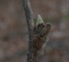 Rubus odoratus