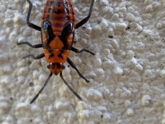 Spilostethus pacificus