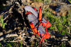 Phymateus morbillosus