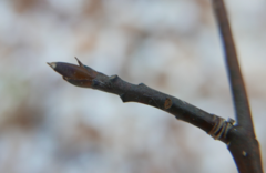 Cornus alternifolia