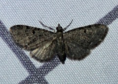 Eupithecia