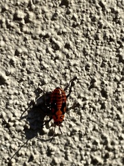 Spilostethus pacificus