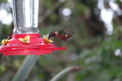 Philodice mitchellii