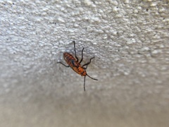 Spilostethus pacificus