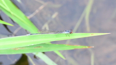 Pseudagrion pruinosum