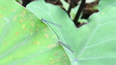 Pseudagrion pruinosum