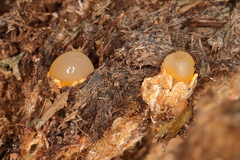 Sphaerobolus stellatus