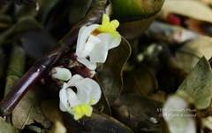 Wurfbainia villosa