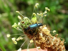 Cordylepherus viridis