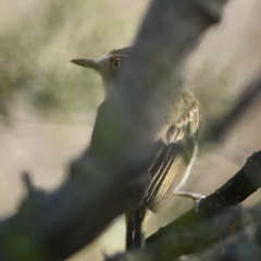 Hemitriccus margaritaceiventer
