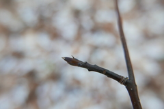 Cornus alternifolia