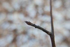 Cornus alternifolia