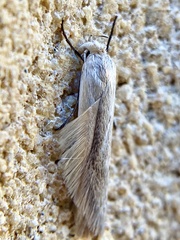 Prionopterina grammatistis