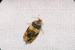 Celypha aurofasciana