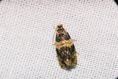 Celypha aurofasciana