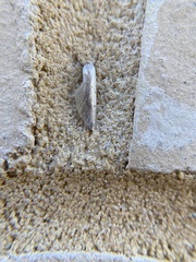 Prionopterina grammatistis