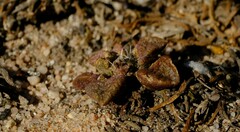 Anacampseros retusa
