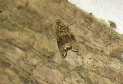 Syricoris lacunana