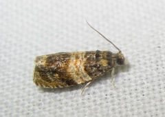 Celypha aurofasciana