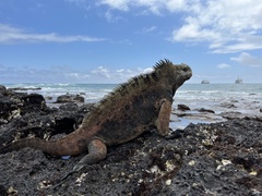 Amblyrhynchus cristatus