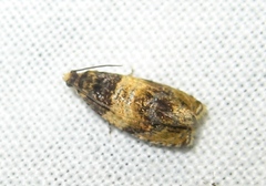 Celypha aurofasciana